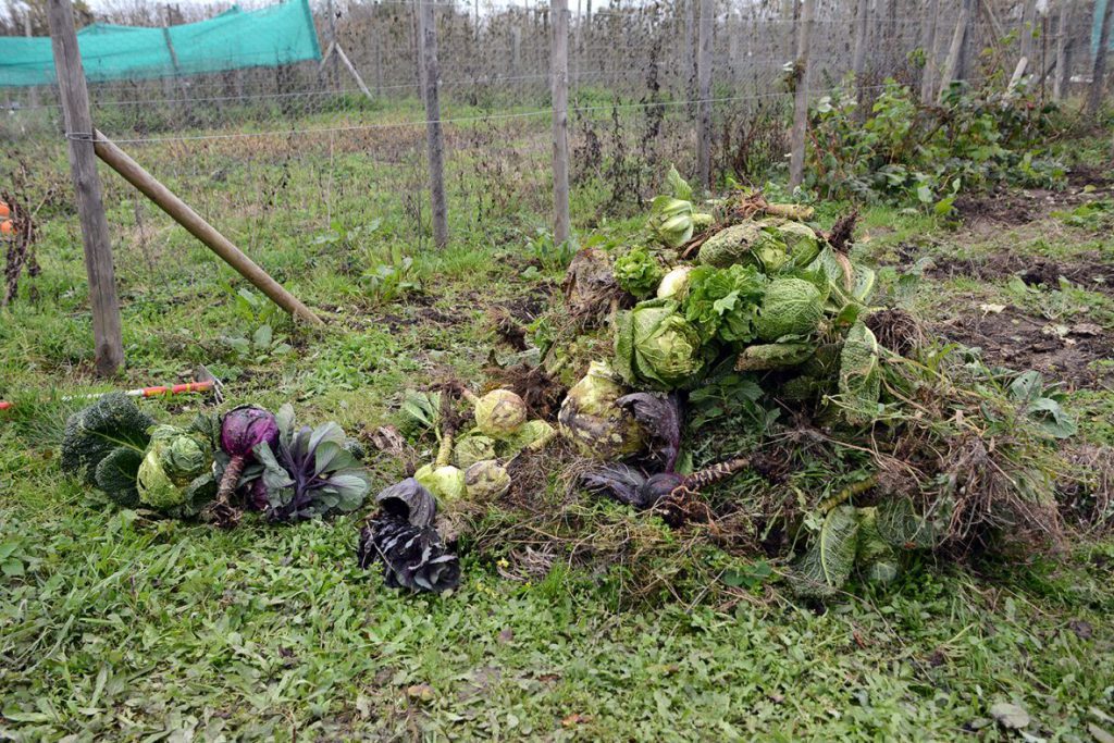 Pile of cabbages