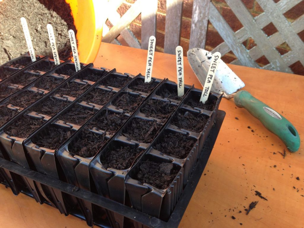 IMG_2878 Seed sowing