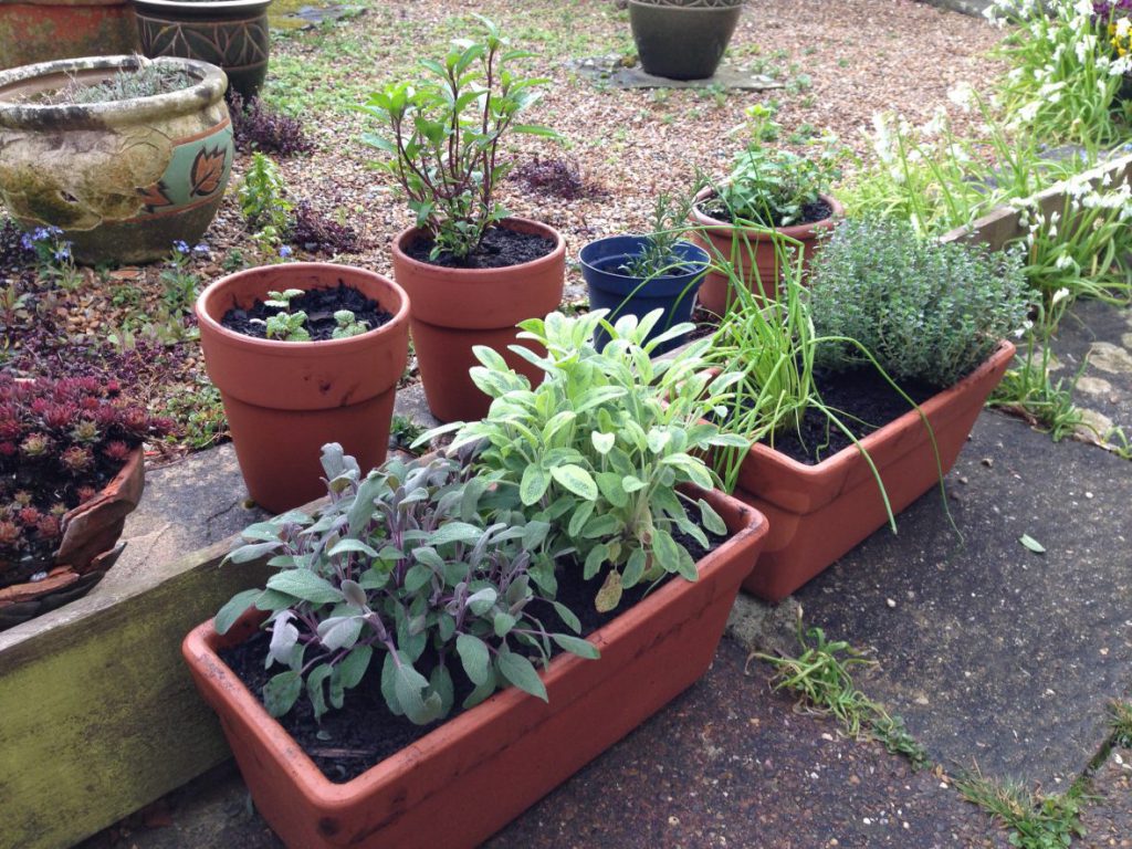 Herbs Herbs