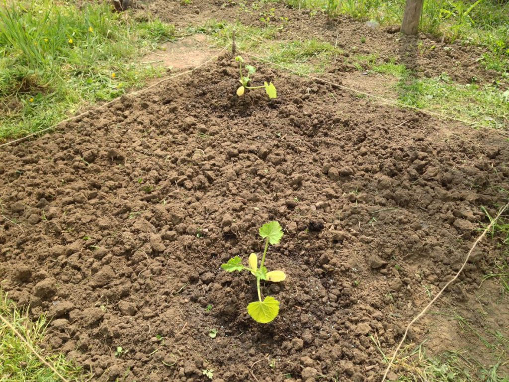 Courgette bed Courgette bed