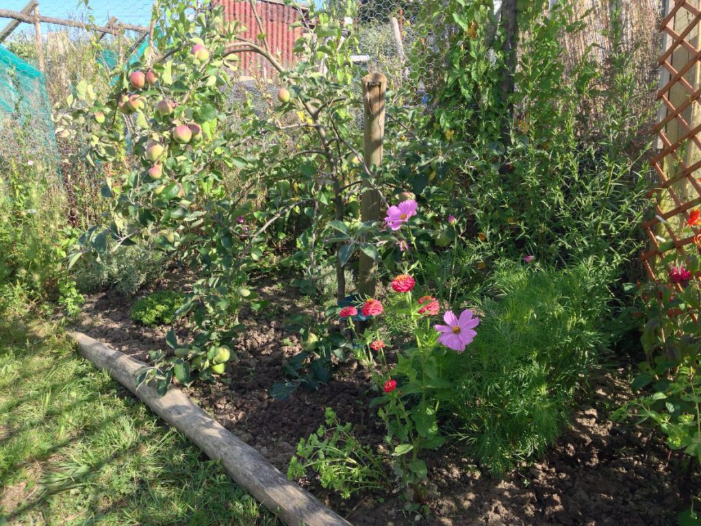 Braeburn corner