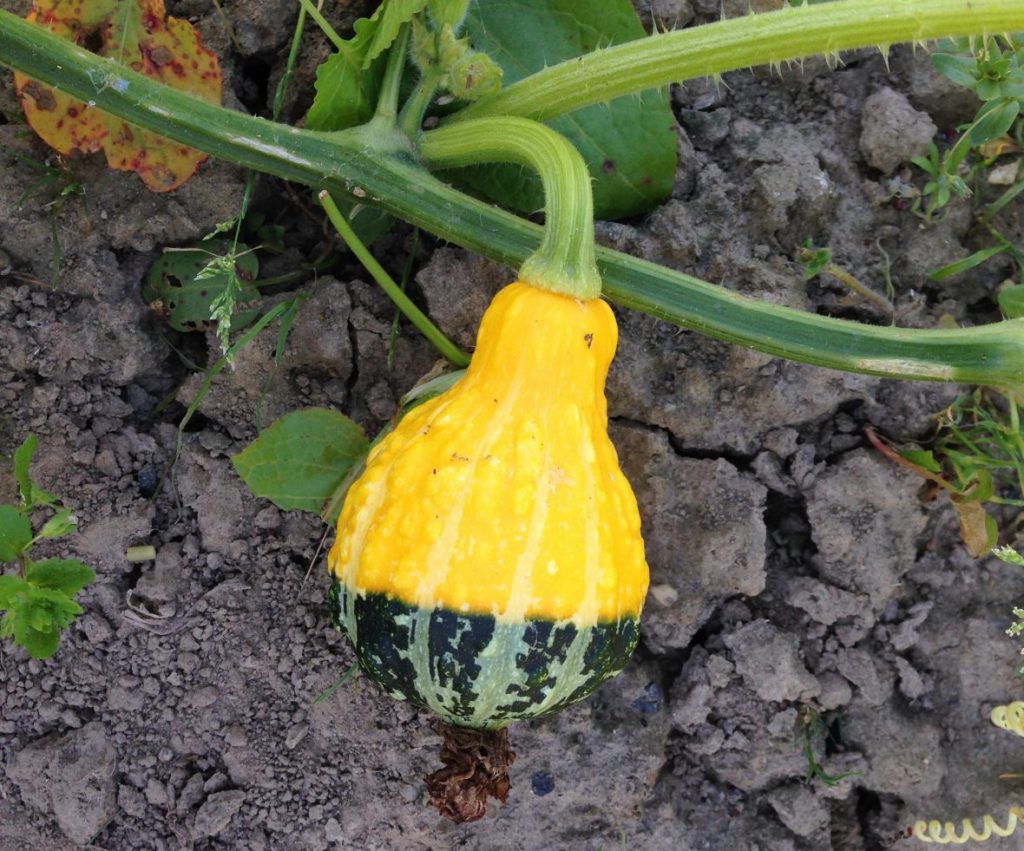 Bobbly gourd