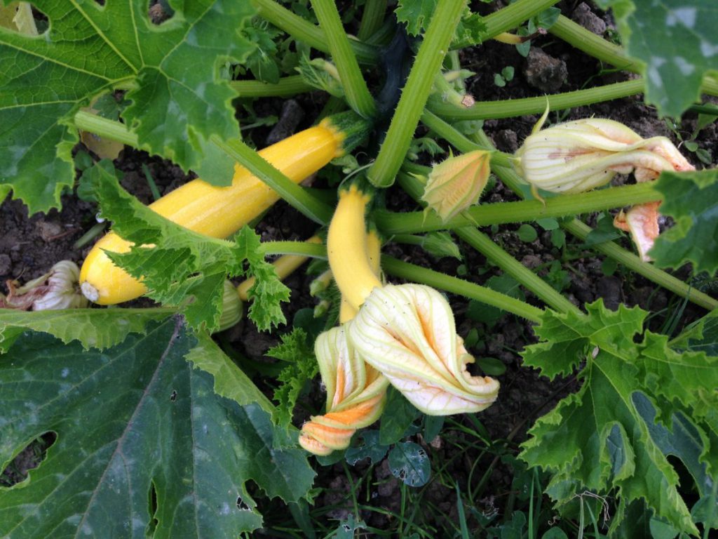 Summer squash Summer squash