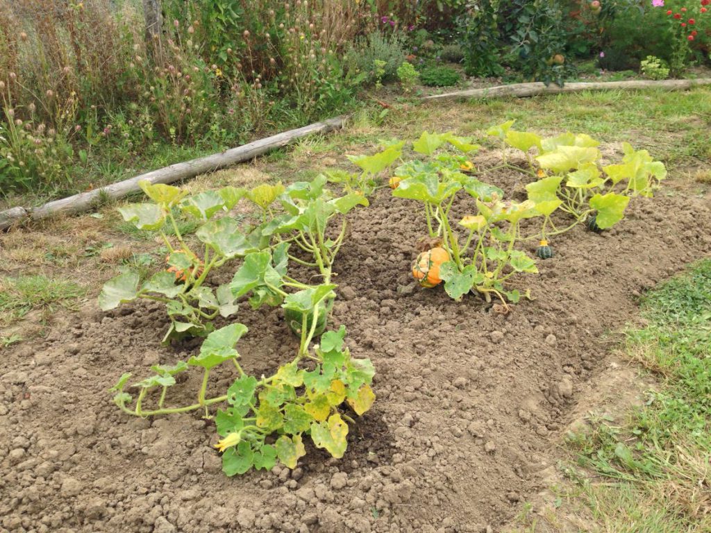 Ornamental squash bed