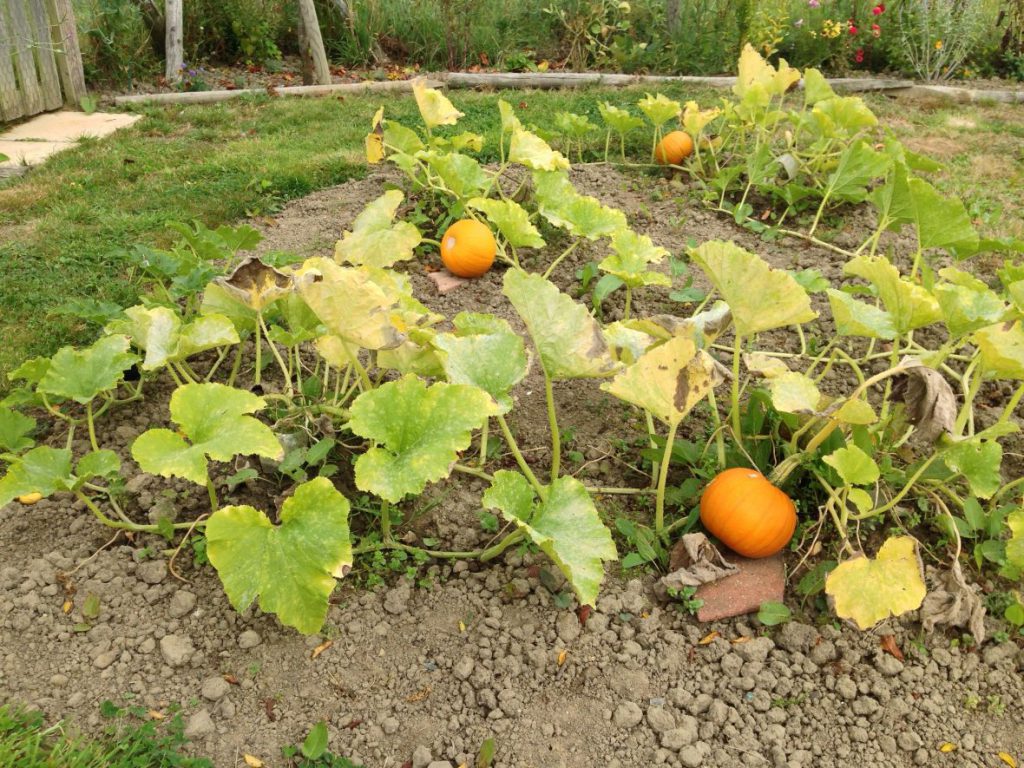 Becky pumpkins