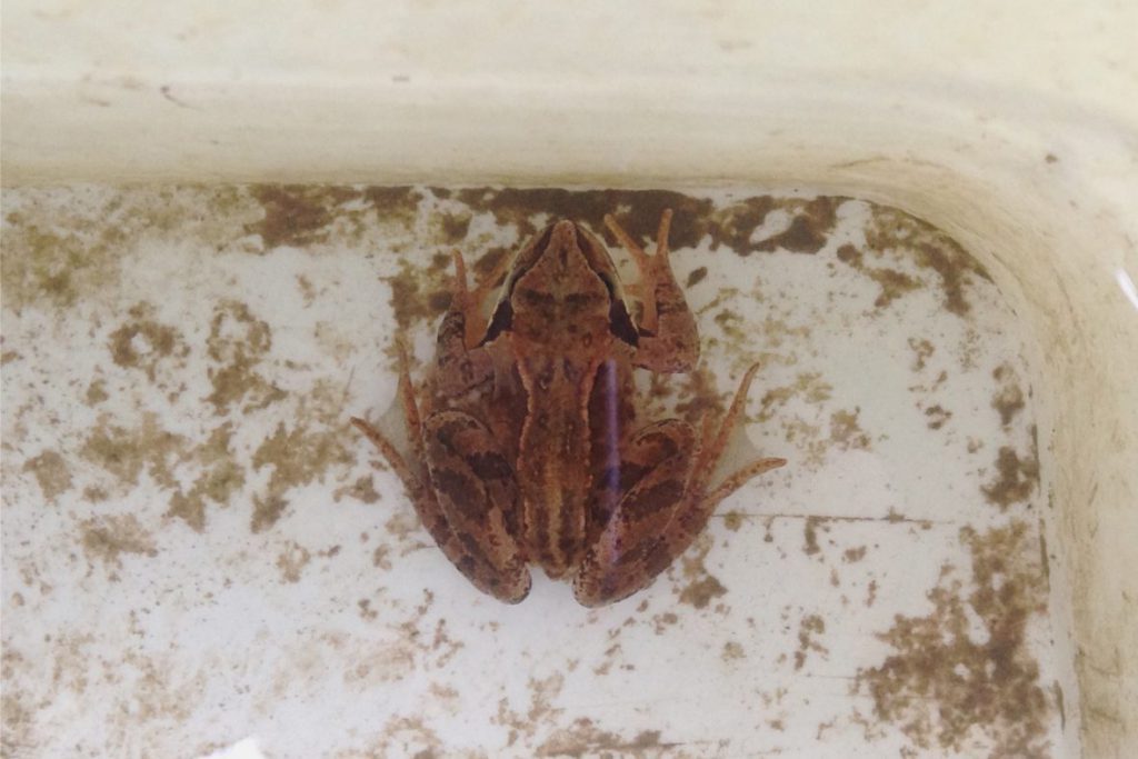 Frog in a bucket