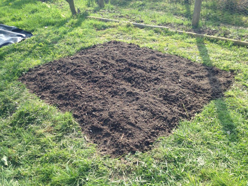 Onions planted