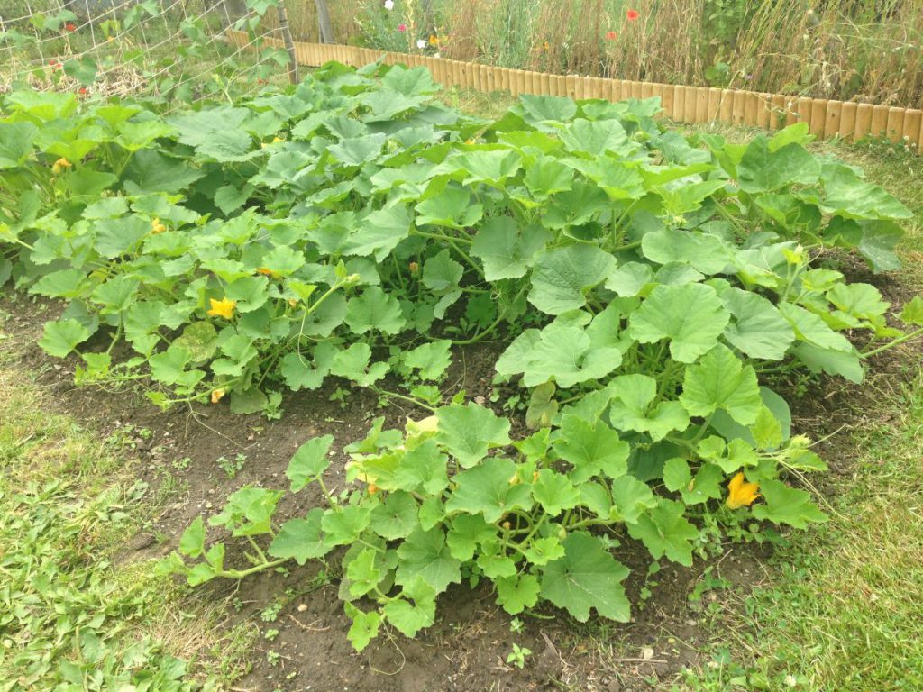 Gourd bed