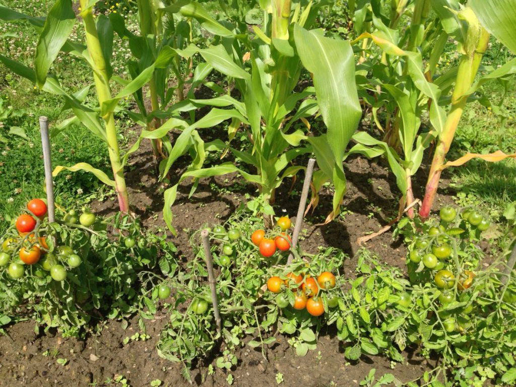 Tomatoes and sweetcorn