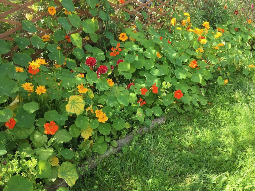Nasturtiums