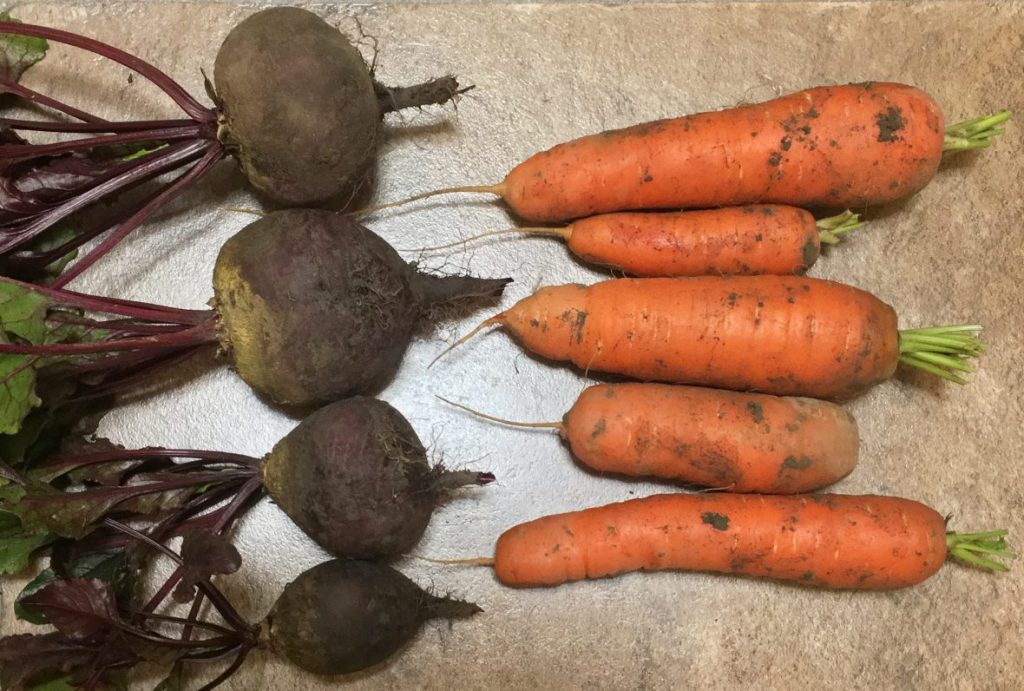 Harvest 28/10/17