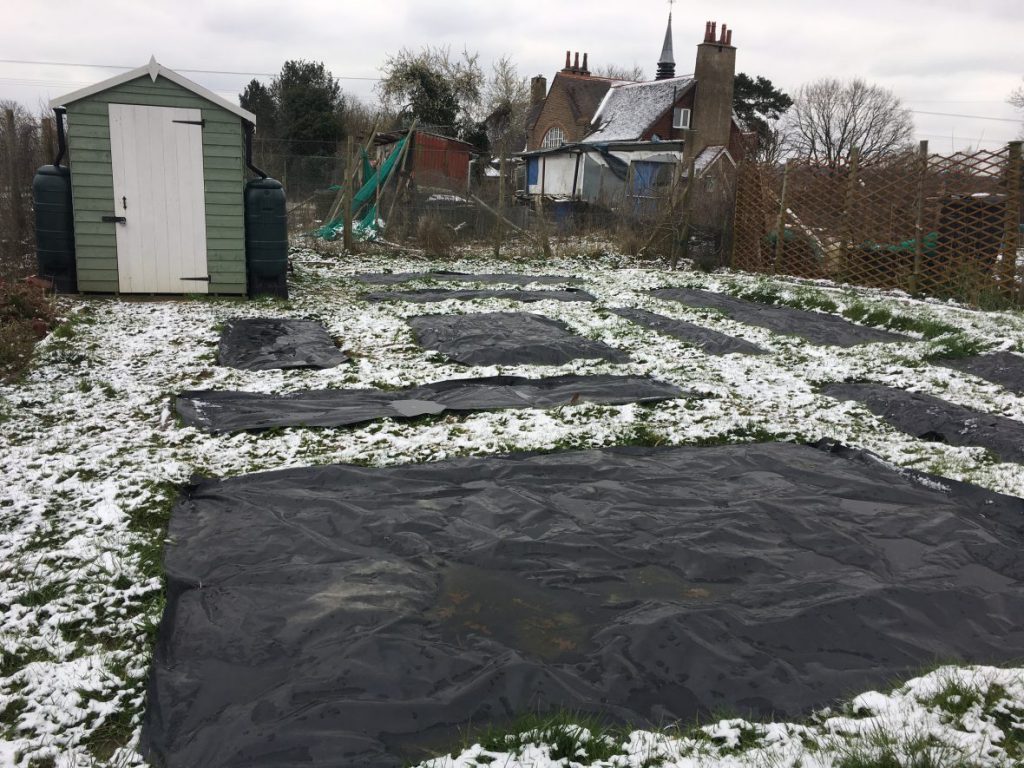 Snow at the plot