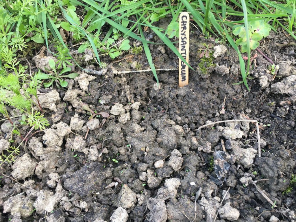 Chrysanthemum seedlings