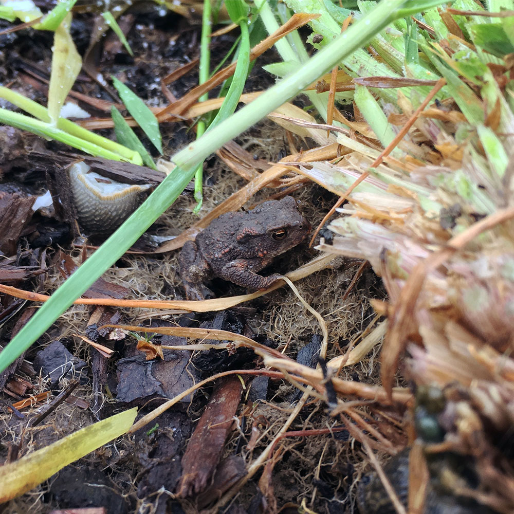 Tiny toad