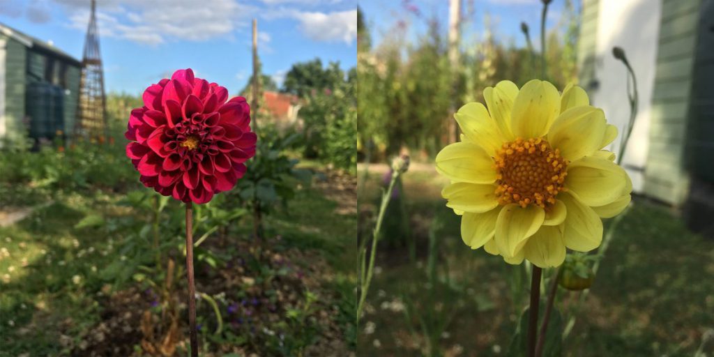 Dahlias