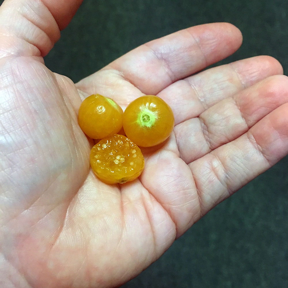 Physalis