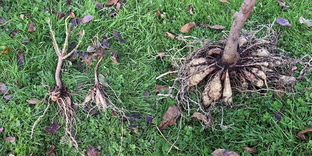 Dahlia tubers