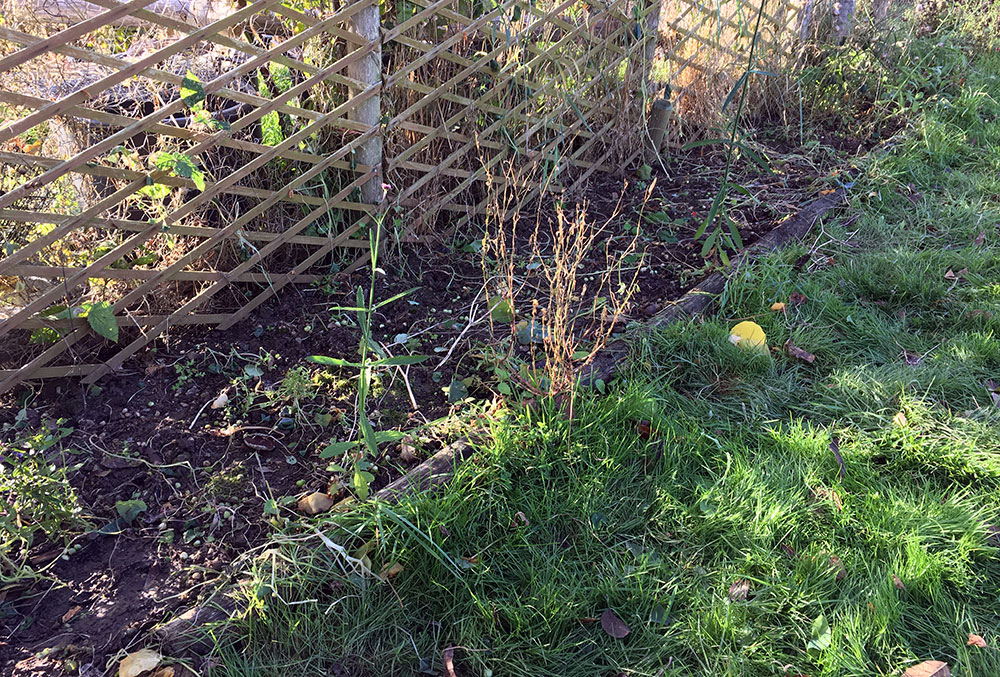 Nasturtiums gone