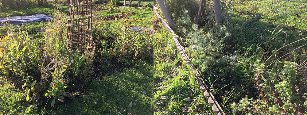 Nasturtiums gone
