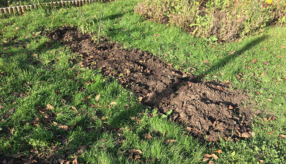 Dahlias gone