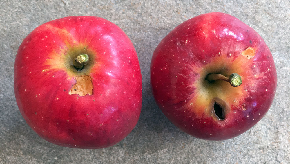 Harvest 3/11/18