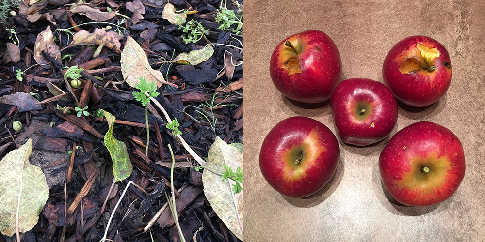 Anemones and apples