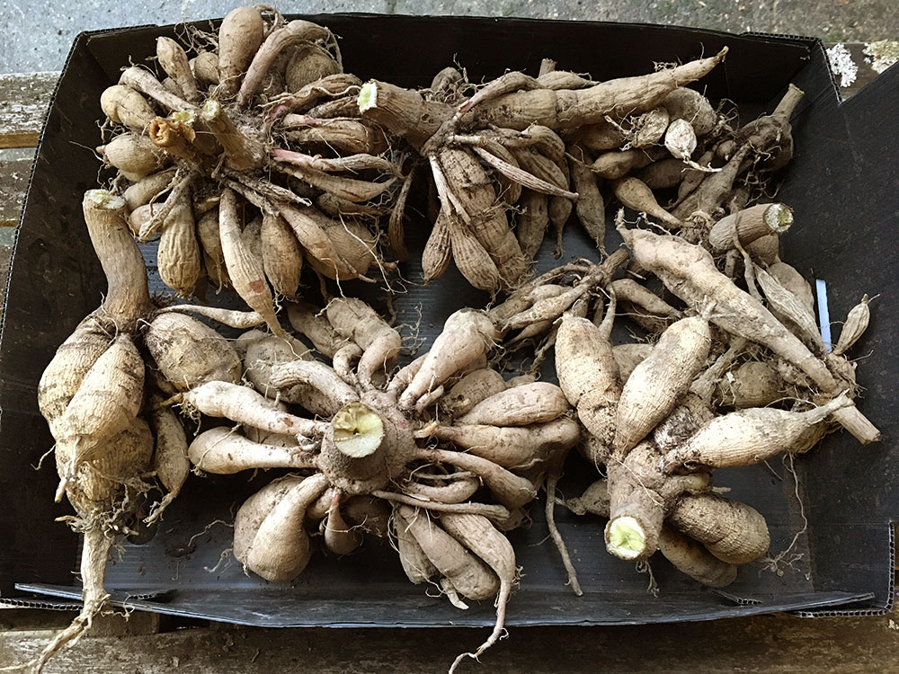 Dahlia tubers