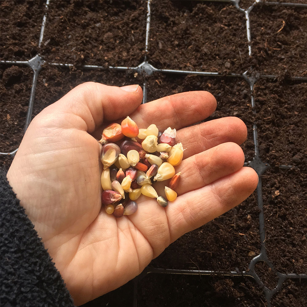Fiesta sweetcorn seeds