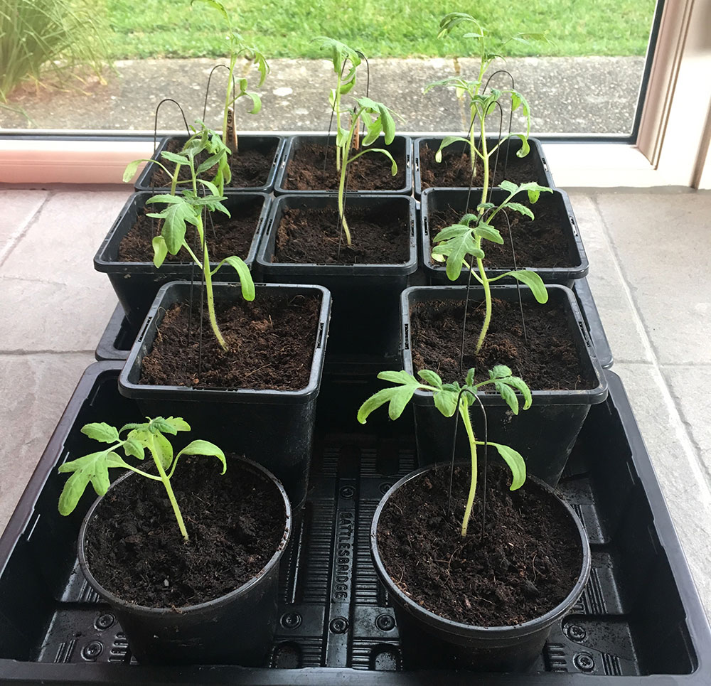 Tomatoes
