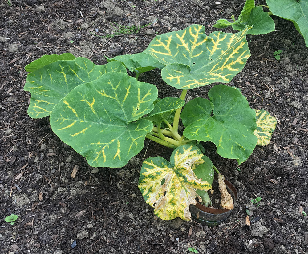 Magnesium for the gourd