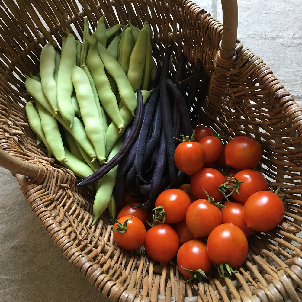 Harvest 23/7/19