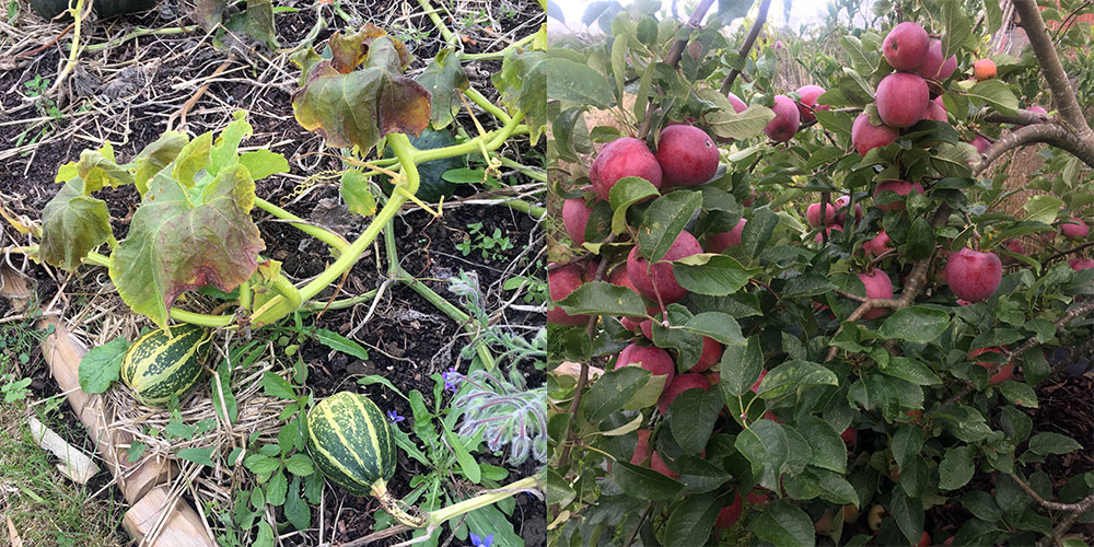 Frost and apples