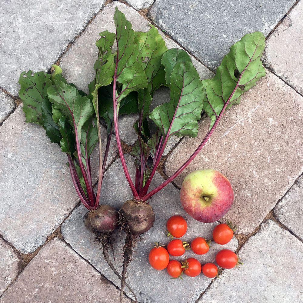 Harvest 3/10/19