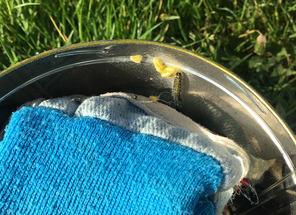 Glove tin
