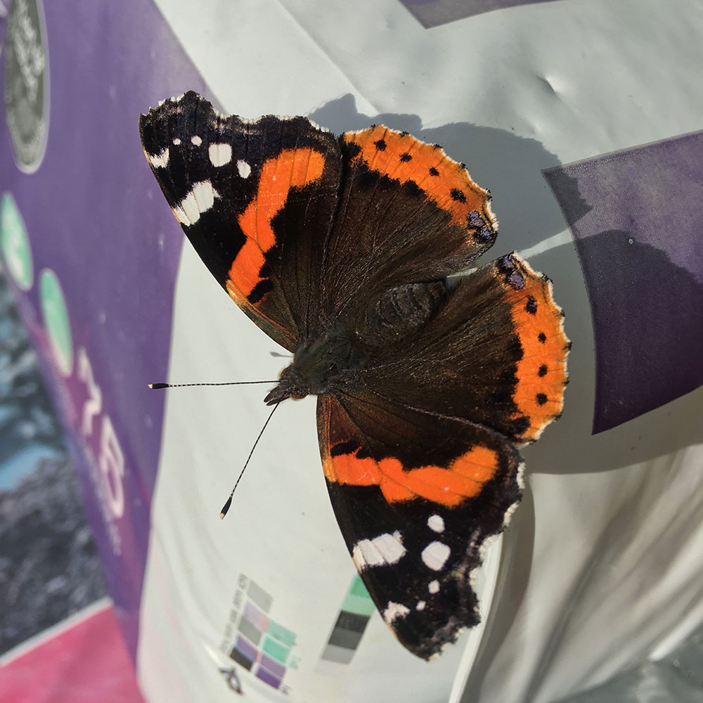 Red Admiral