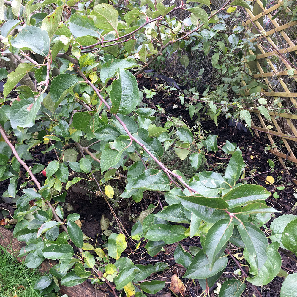 Apple tree growth