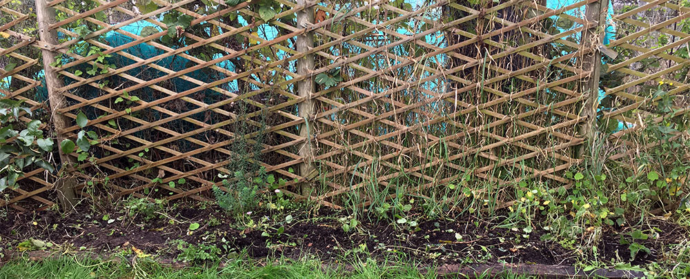 Nasturtiums gone