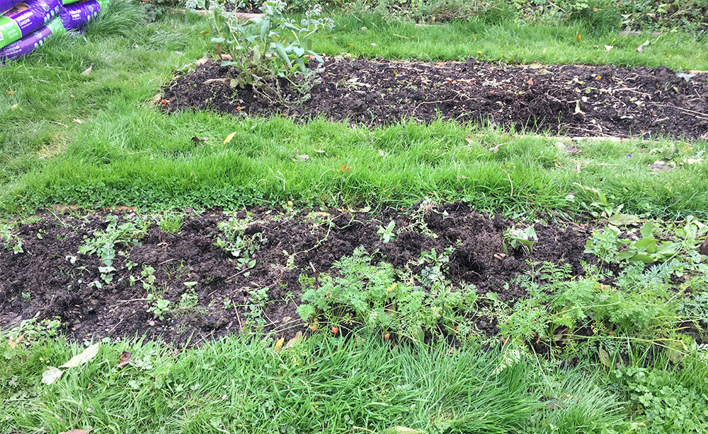 Runner beans gone