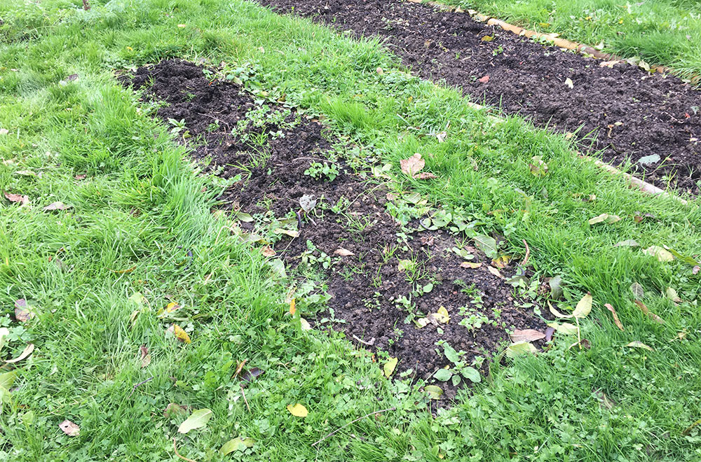 French beans gone