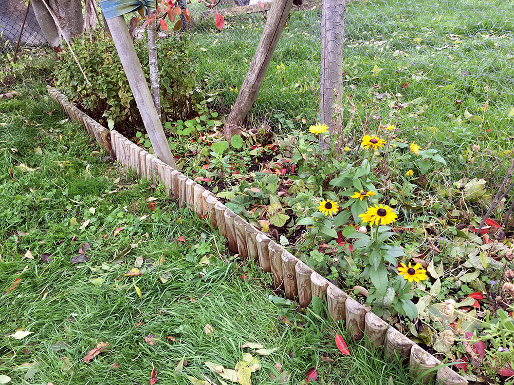 Rudbeckia