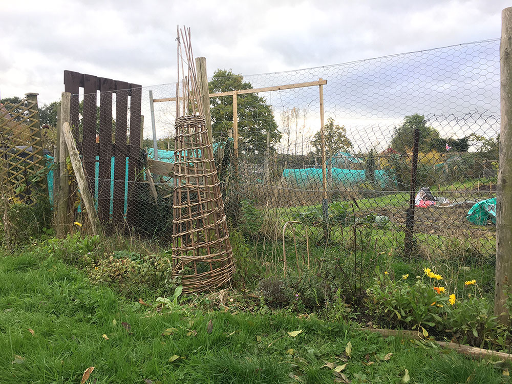 Everlasting pea gone