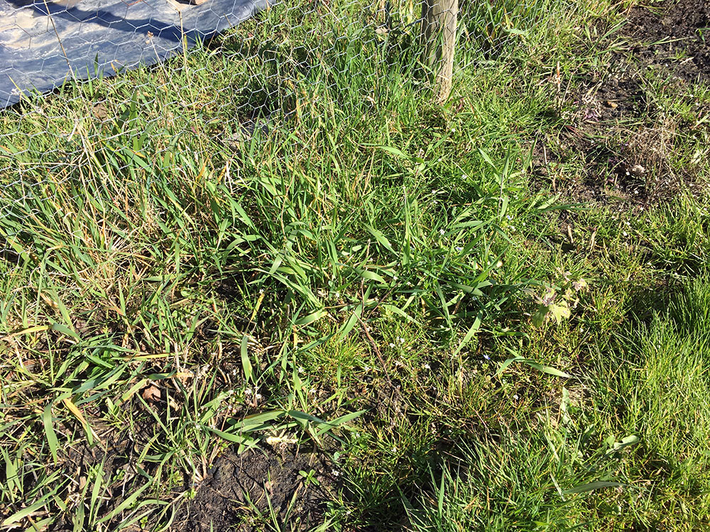 Bed of grass