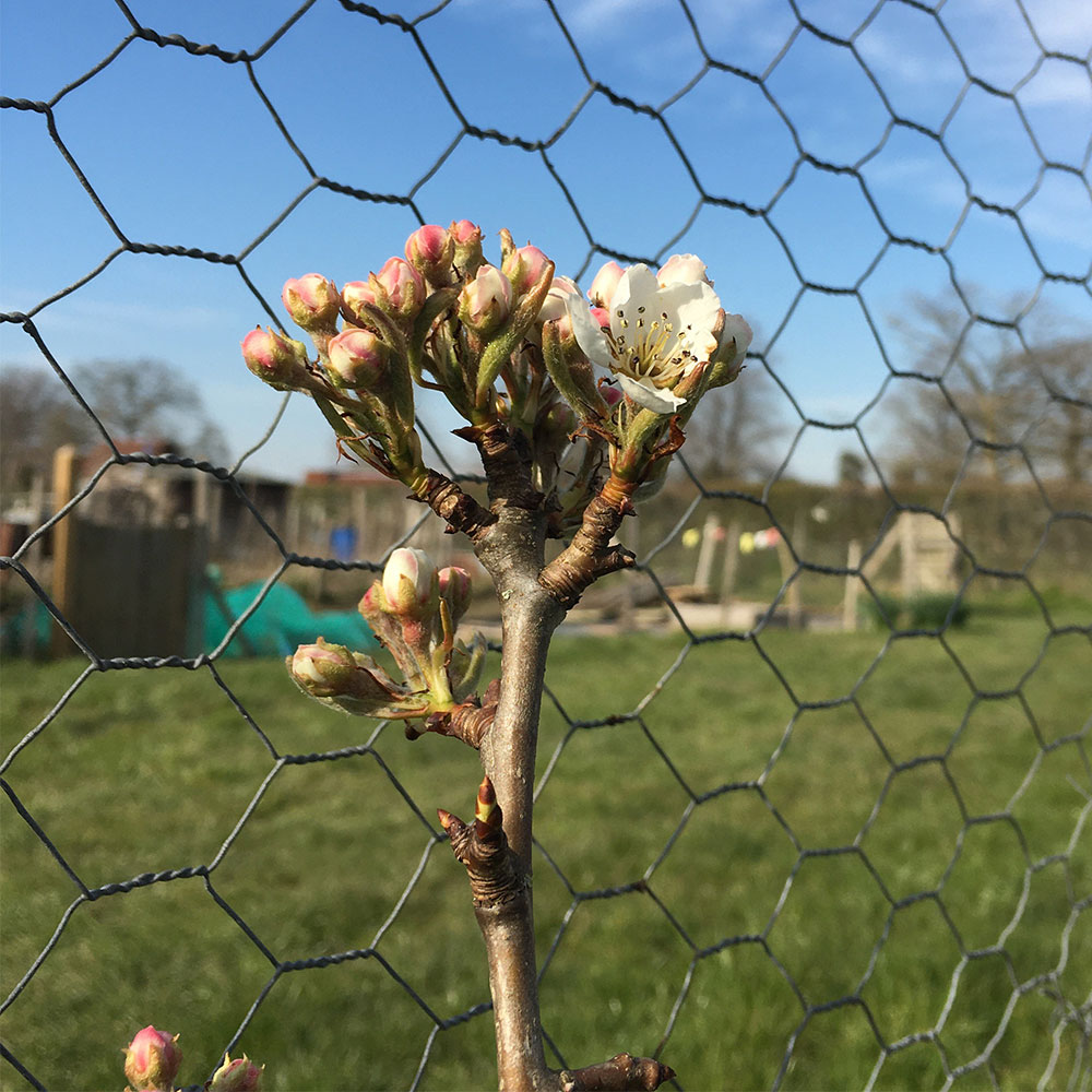 Pear blossom