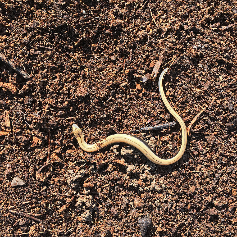 Young slow worm