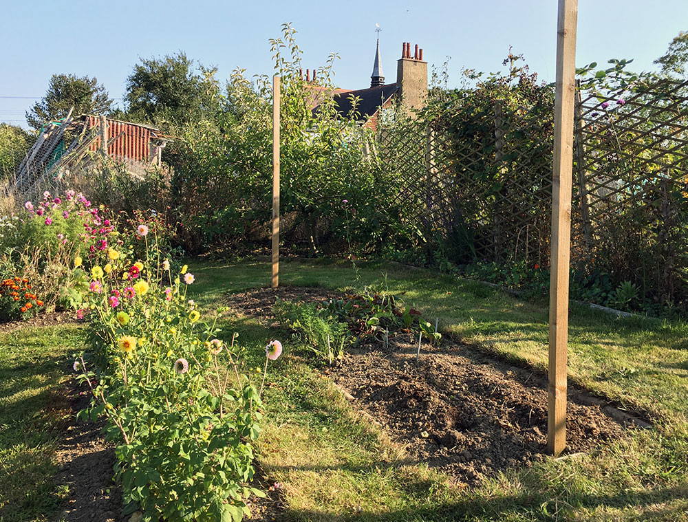 Runner beans gone
