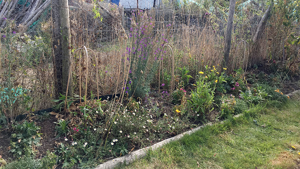 Sweet peas gone
