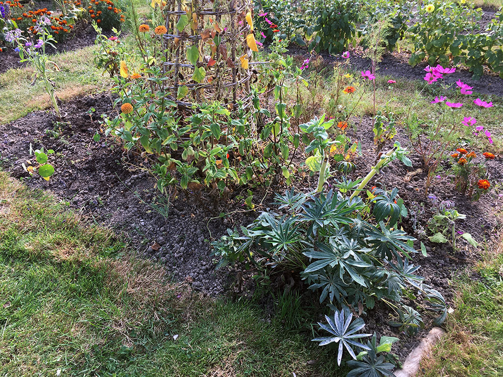 Cerinthe gone