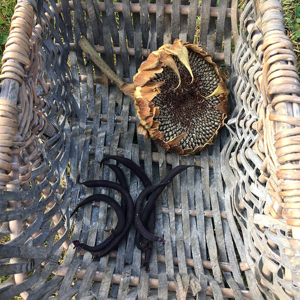 Harvest 20/9/20